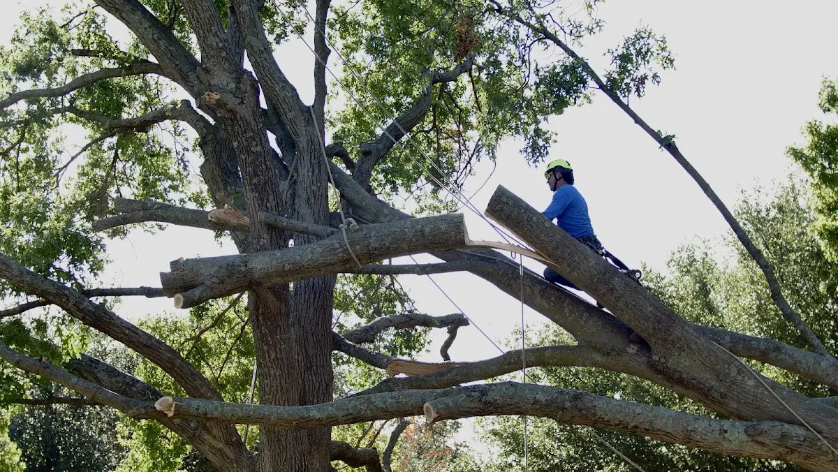 Professional Crown Thinning performed by certified arborists in Jim Thorpe